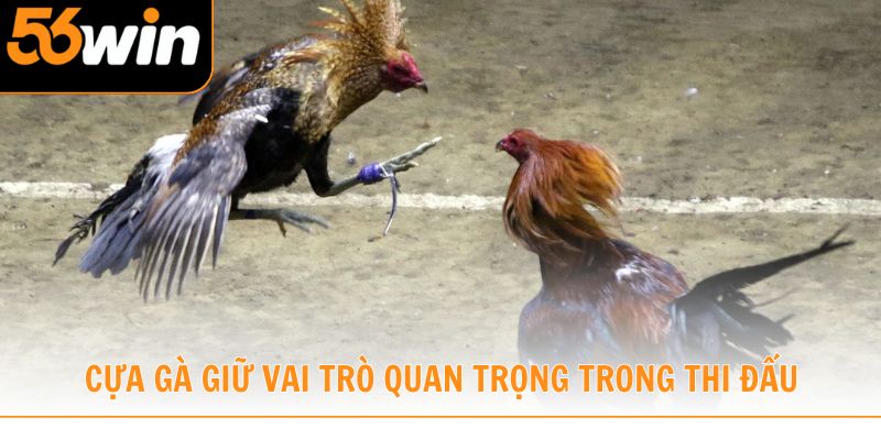 Vì sao cựa gà giữ vai trò quan trọng trong thi đấu