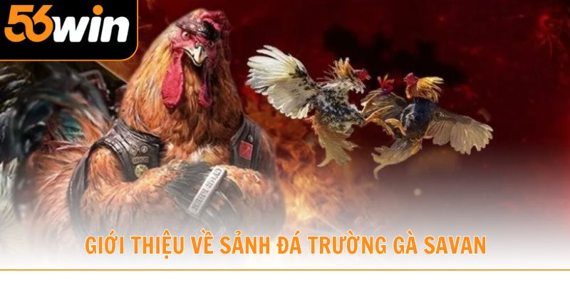 Giới thiệu đôi nét về sảnh đá trường gà Savan lừng danh
