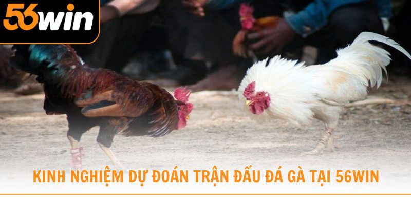 Kinh nghiệm dự đoán trận đấu đá gà tại 56win 