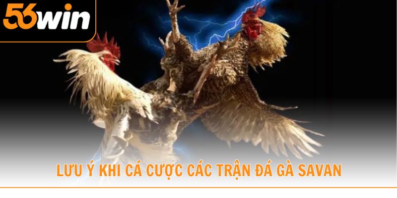 Những điều mà mọi bet thủ cần lưu ý khi tham gia cá cược đá gà