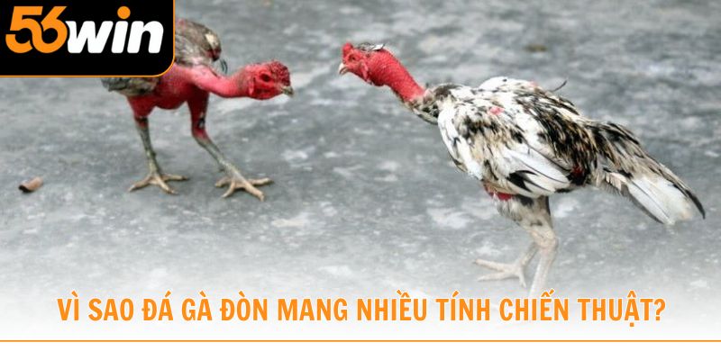 Vì sao đá gà đòn là hình thức mang nhiều tính chiến thuật?